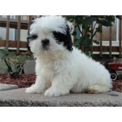 Outstanding Shih Tzu Puppies Available