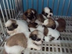 Cute Shih Tzu Puppies for sale