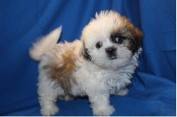 Two Shih Tzu Puppies Available