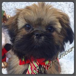 Adorable Akc Chinese Imperial Shihtzu