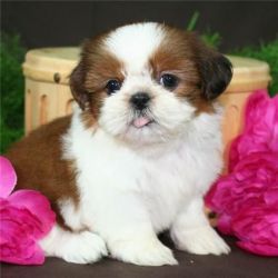 Very cute Shih Tzu puppies