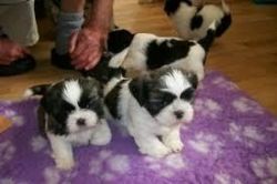Shih tzu puppies ready for new how