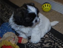 Available Akc Male And Female Shih Tzu Puppies