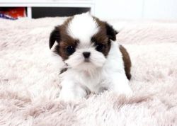 Easy trained Shih Tzu Puppies