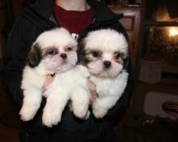 Eve Is A Little Shih Tzu Puppies For Sale