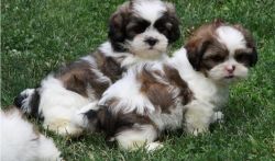 Shih Tzu Puppies Available. Text (xxx) xxx-xxx0