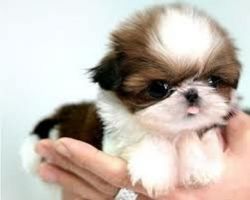 Beautiful Imperial Shih Tzu Puppies For Sale