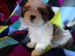 Shih Tzu Ready For There Loving Homes