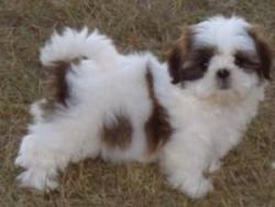 Lovely Male And Female Shih Tzu Puppies