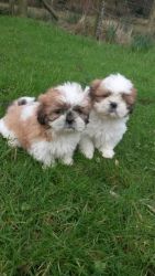 Shih Tzu Puppies, Beautiful. Scotland.
