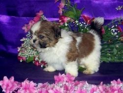 Shih Tzu Puppies For Gift