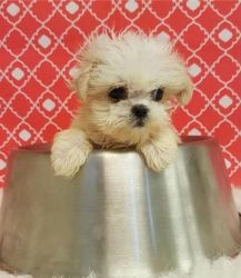 12 weeks shih-tzu puppies for free homes