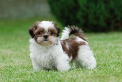 Shih Tzu Puppies For Sale $500