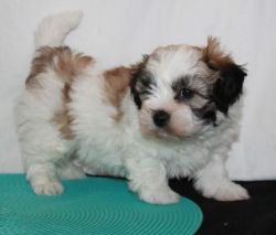 Chinese Lion Dog Shih Tzu Puppies Forsale