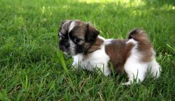 trained male and female Shih Tzu puppies