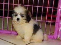 Welcoming Shih-tzu Pups 4 Adoption! (xxx) xxx-xxx8