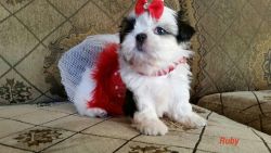 Cute Top Quality. Shih Tzu Puppies For Adoption