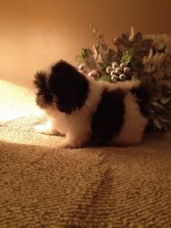 Show Marked Quality Imperial Shih Tzu