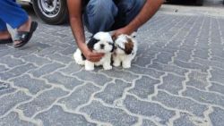 Beautiful Shih-tzu Puppies