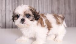 Affectionate Shih Tzu Puppies For New Homes