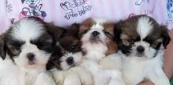 lovely shih tzu puppies for lovely home.