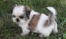 Lovely Shih Tzu Puppies For Free Adoption