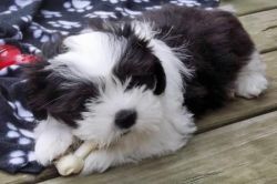 Shih Tzu puppy ready for rehoming