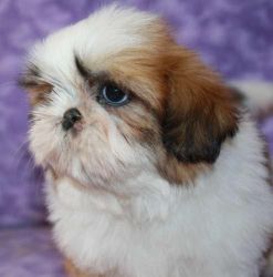 classic shih tzu pups available