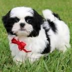 Adorable Shih Tzu puppies for adoption