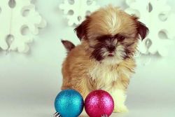 Cute And Adorable Shih Tzu Puppies For Adoption