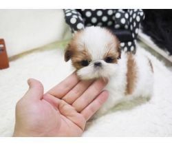 Pedigree Shih-tzu Puppy Ready For Adoption