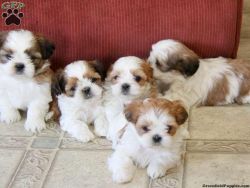 Adorable Male And Female Shih Tzu Puppies