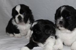 Cute Shih Tzu Puppies for new homes