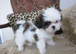 Male And Female Shih Tzu Puppies For Sale