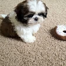 Shihtzu puppies avalable