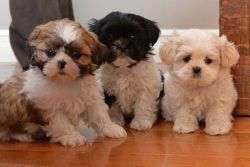 Gorgeous AKc Shih Tzu Puppies
