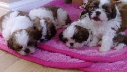 Females and males shih tzu pups for adoption