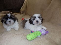 Shih Tzu Puppies Are Adorable