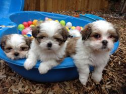 Shih tzu puppy available