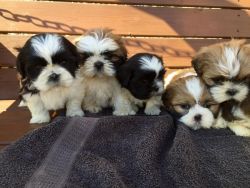 Tiny, beautiful, loving Shih Tzu puppies