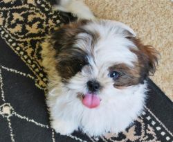 Beautiful Shih Tzu Pupps For New Homes