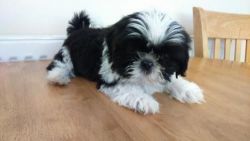 Quality Small Imperial Shih Tzu Puppies Available