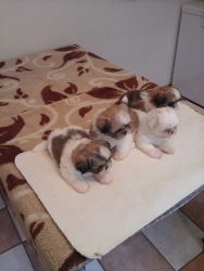 4 adorable full bred shih-tzu pups available.