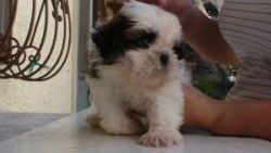 Adorable Shih Tzu pups for Adoption