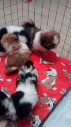 Awesome Male And Female Shih Tzu Puppies