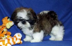 Akc Home Trained Shih Tzu Pups For Sale
