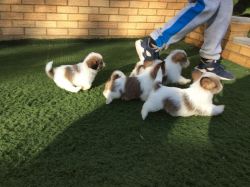 Adorable Shih Tzu Puppies Looking For 5*homes