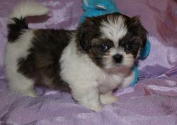 Devoted Shih Tzu puppies for sale