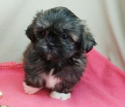 Adorable excellent Shih Tzu puppies available