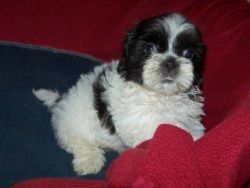 Amazing shih-tzu Puppies Available